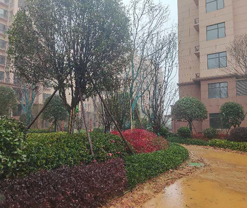 园林绿化 园林绿化